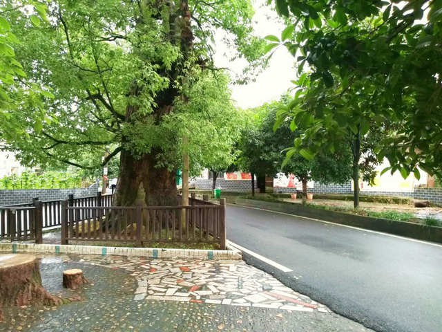 萍乡东阳村的古樟树